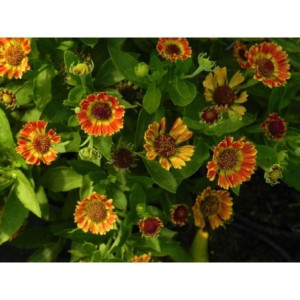 dzielżan ogrodowy (Helenium hybridum) Ranchera- Świat bylin - sklep internetowy