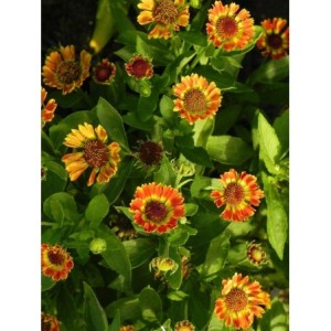 dzielżan ogrodowy (Helenium hybridum) Ranchera- Świat bylin - sklep internetowy