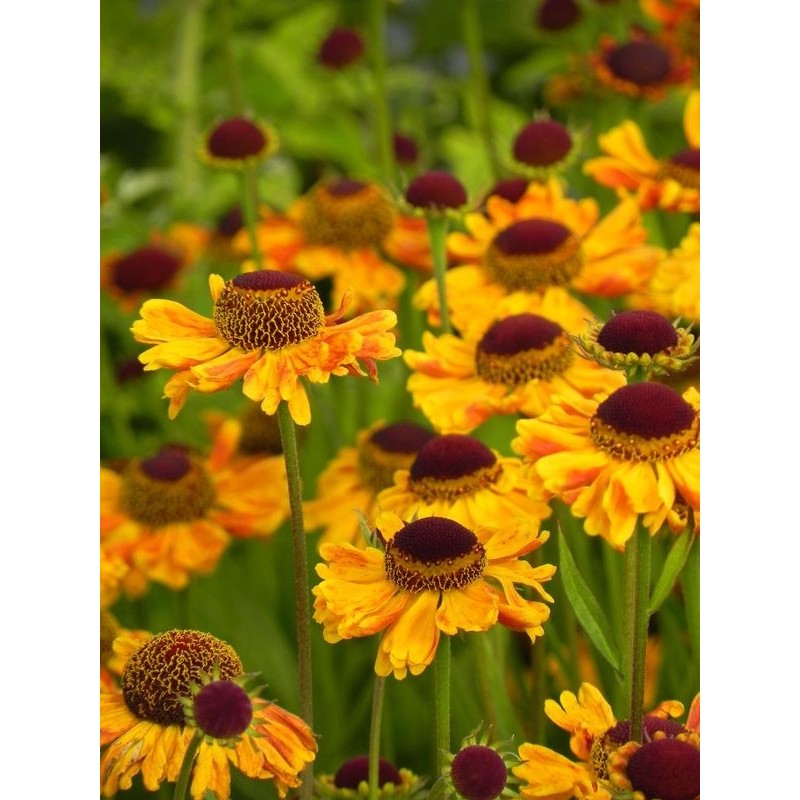 dzielżan jesienny (Helenium autumnale) Carmen®- Świat bylin - sklep internetowy