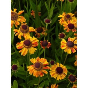 dzielżan jesienny (Helenium autumnale) Carmen®- Świat bylin - sklep internetowy