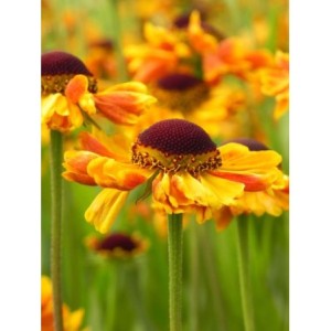 dzielżan jesienny (Helenium autumnale) Carmen®- Świat bylin - sklep internetowy