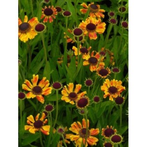 dzielżan jesienny (Helenium autumnale) Carmen®- Świat bylin - sklep internetowy