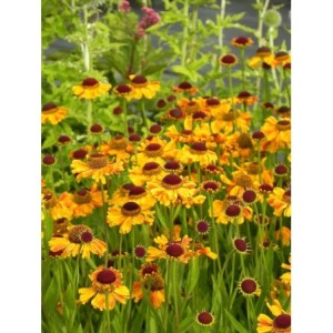 dzielżan jesienny (Helenium autumnale) Carmen®- Świat bylin - sklep internetowy