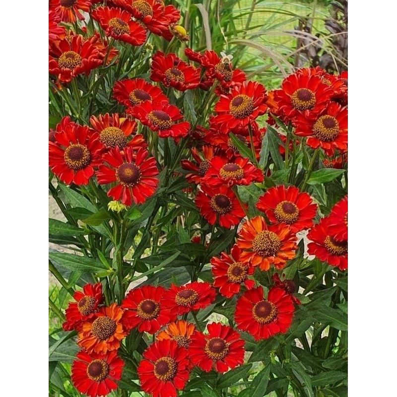 dzielżan (Helenium x) Hot Lava- Świat bylin - sklep internetowy