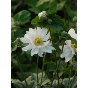 zawilec japoński (Anemone japonica) Wirbelwind- Świat bylin - sklep internetowy