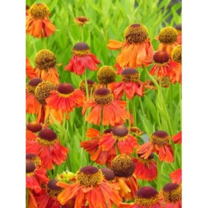 dzielżan (Helenium x) Moerheim Beauty- Świat bylin - sklep internetowy