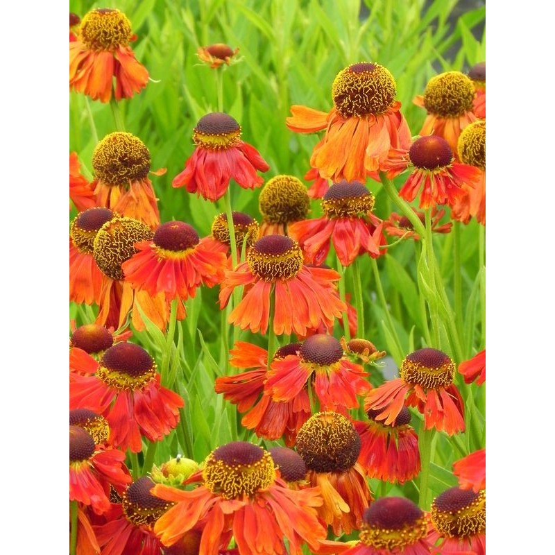 dzielżan (Helenium x) Moerheim Beauty- Świat bylin - sklep internetowy