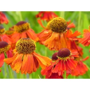 dzielżan (Helenium x) Moerheim Beauty- Świat bylin - sklep internetowy
