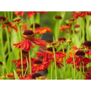 dzielżan (Helenium x) Moerheim Beauty- Świat bylin - sklep internetowy