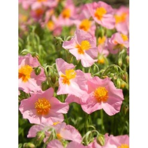 posłonek ogrodowy (Helianthemum x hybridum) Lawrenson`s Pink- Świat bylin - sklep internetowy