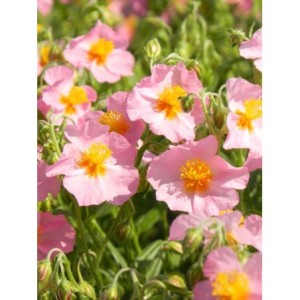 posłonek ogrodowy (Helianthemum x hybridum) Lawrenson`s Pink- Świat bylin - sklep internetowy