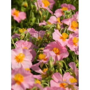 posłonek ogrodowy (Helianthemum x hybridum) Lawrenson`s Pink- Świat bylin - sklep internetowy
