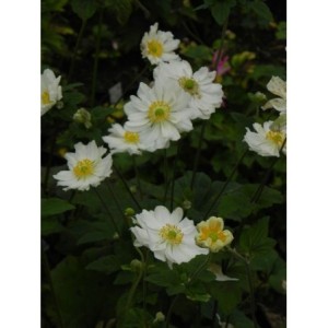 zawilec japoński (Anemone japonica) Wirbelwind- Świat bylin - sklep internetowy