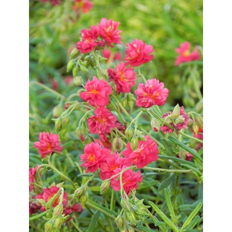 posłonek ogrodowy (Helianthemum x hybridum) Cerise Queen- Świat bylin - sklep internetowy