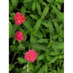 posłonek ogrodowy (Helianthemum x hybridum) Cerise Queen- Świat bylin - sklep internetowy