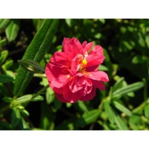 posłonek ogrodowy (Helianthemum x hybridum) Cerise Queen- Świat bylin - sklep internetowy