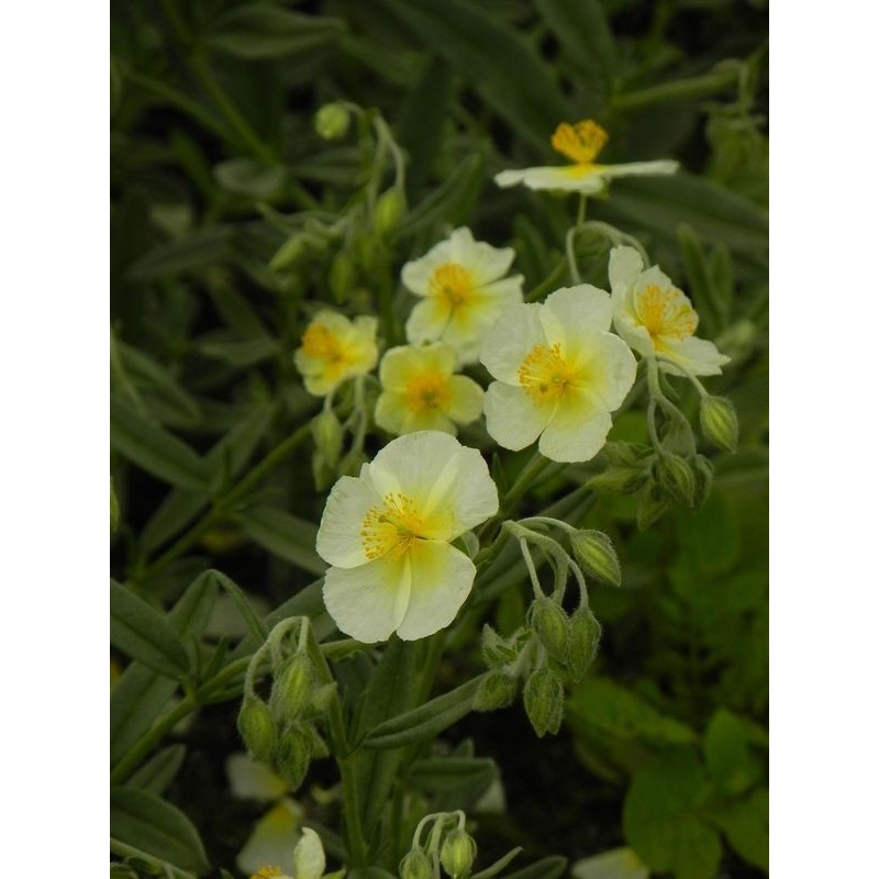 posłonek ogrodowy (Helianthemum x hybridum) Snow Queen- Świat bylin - sklep internetowy