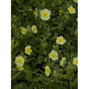 posłonek ogrodowy (Helianthemum x hybridum) Snow Queen- Świat bylin - sklep internetowy