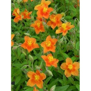 posłonek ogrodowy (Helianthemum x hybridum) Watergate Orange- Świat bylin - sklep internetowy