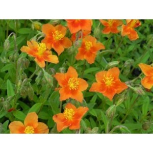 posłonek ogrodowy (Helianthemum x hybridum) Watergate Orange- Świat bylin - sklep internetowy