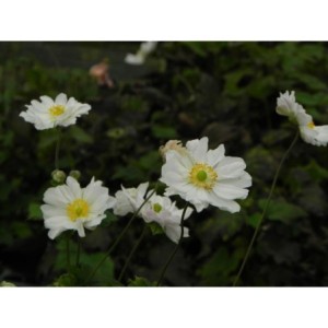 zawilec japoński (Anemone japonica) Wirbelwind- Świat bylin - sklep internetowy