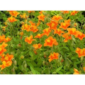 posłonek ogrodowy (Helianthemum x hybridum) Watergate Orange- Świat bylin - sklep internetowy