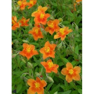 posłonek ogrodowy (Helianthemum x hybridum) Watergate Orange- Świat bylin - sklep internetowy