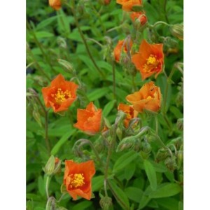 posłonek ogrodowy (Helianthemum x hybridum) Watergate Orange- Świat bylin - sklep internetowy