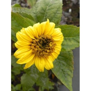 słoneczniczek dziesięciopłatkowy (Heliopsis decapetalus) Meteor- Świat bylin - sklep internetowy