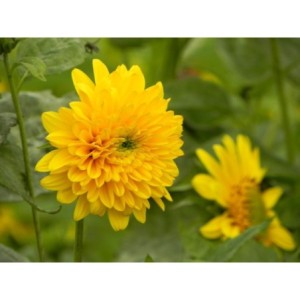 słoneczniczek dziesięciopłatkowy (Heliopsis decapetalus) Meteor- Świat bylin - sklep internetowy