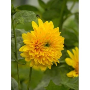 słoneczniczek dziesięciopłatkowy (Heliopsis decapetalus) Meteor- Świat bylin - sklep internetowy