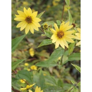 słonecznik drobnokoszyczkowy (Helianthus microcephalus) Lemon Queen- Świat bylin - sklep internetowy