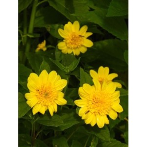 słonecznik wielokwiatowy (Helianthus multiflorus) Double Whammy- Świat bylin - sklep internetowy