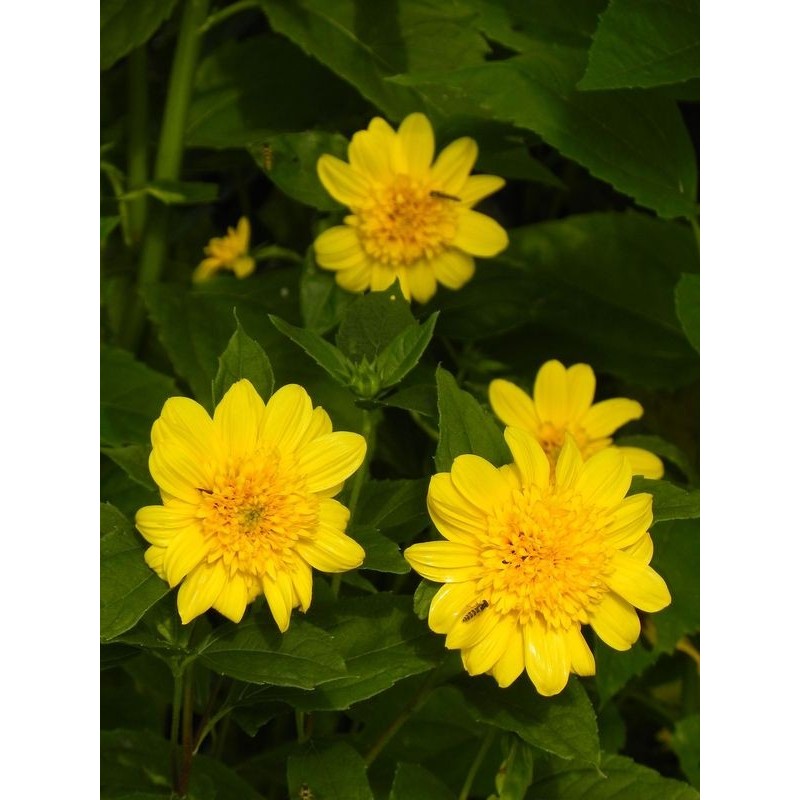 słonecznik wielokwiatowy (Helianthus multiflorus) Double Whammy- Świat bylin - sklep internetowy