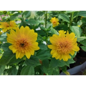 słonecznik wielokwiatowy (Helianthus multiflorus) Double Whammy- Świat bylin - sklep internetowy