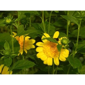 słonecznik wielokwiatowy (Helianthus multiflorus) Double Whammy- Świat bylin - sklep internetowy