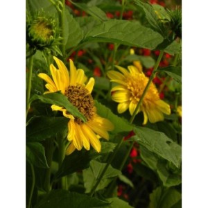 słonecznik wielokwiatowy (Helianthus multiflorus) Double Whammy- Świat bylin - sklep internetowy