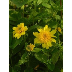 słonecznik wielokwiatowy (Helianthus multiflorus) Double Whammy- Świat bylin - sklep internetowy