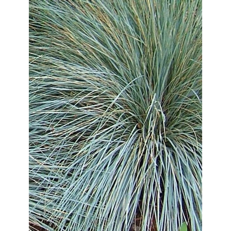 owsica wieczniezielona (Helictotrichon sempervirens) Saphirsprudel- Świat bylin - sklep internetowy