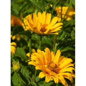 słoneczniczek szorstki (Heliopsis helianthoides) Solare Flare- Świat bylin - sklep internetowy