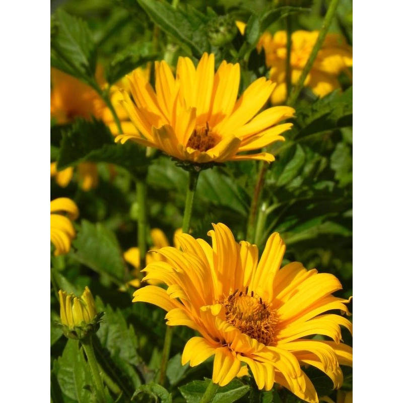 słoneczniczek szorstki (Heliopsis helianthoides) Solare Flare- Świat bylin - sklep internetowy