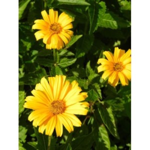 słoneczniczek szorstki (Heliopsis helianthoides) Solare Flare- Świat bylin - sklep internetowy