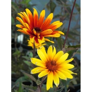 słoneczniczek szorstki (Heliopsis helianthoides var. scabra) Burning Hearts- Świat bylin - sklep internetowy