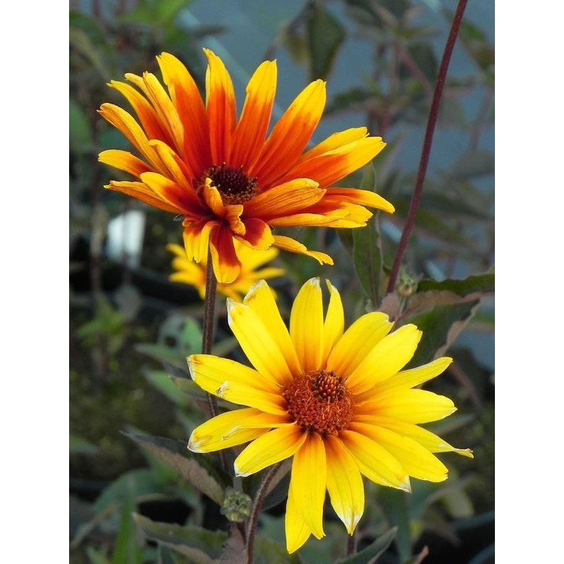 słoneczniczek szorstki (Heliopsis helianthoides var. scabra) Burning Hearts- Świat bylin - sklep internetowy