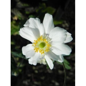 zawilec japoński (Anemone japonica) Wirbelwind- Świat bylin - sklep internetowy