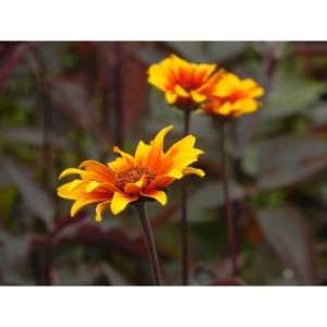 słoneczniczek szorstki (Heliopsis helianthoides var. scabra) Burning Hearts- Świat bylin - sklep internetowy