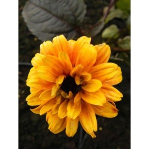 słoneczniczek szorstki (Heliopsis helianthoides var. scabra) Burning Hearts- Świat bylin - sklep internetowy