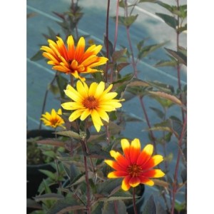 słoneczniczek szorstki (Heliopsis helianthoides var. scabra) Burning Hearts- Świat bylin - sklep internetowy