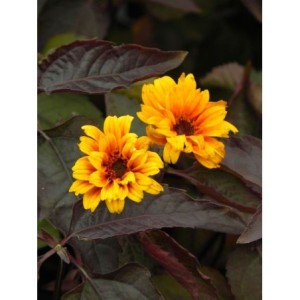 słoneczniczek szorstki (Heliopsis helianthoides var. scabra) Burning Hearts- Świat bylin - sklep internetowy