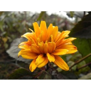 słoneczniczek szorstki (Heliopsis helianthoides var. scabra) Burning Hearts- Świat bylin - sklep internetowy